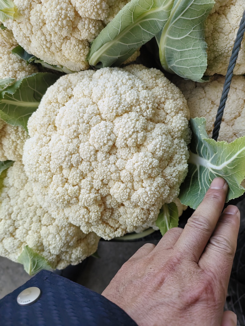 精品小米有机花菜大量上市中，有需要的新老客户请联系！