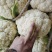 精品小米有机花菜大量上市中，有需要的新老客户请联系！