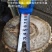 杨树苗无絮速生杨树苗基地直发提供技术量大从优欢迎咨询
