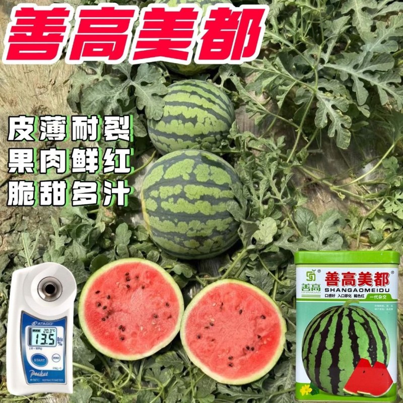 正品美都西瓜种子红瓤耐裂超甜大果西瓜薄皮耐裂抗病美都西瓜