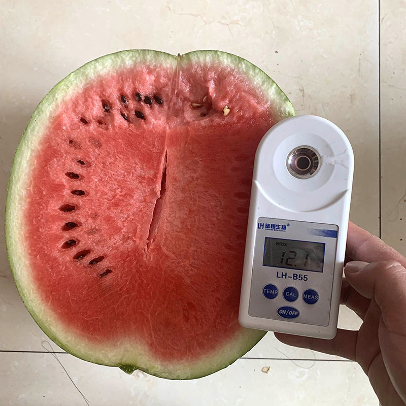 正品美都西瓜种子红瓤耐裂超甜大果西瓜薄皮耐裂抗病美都西瓜