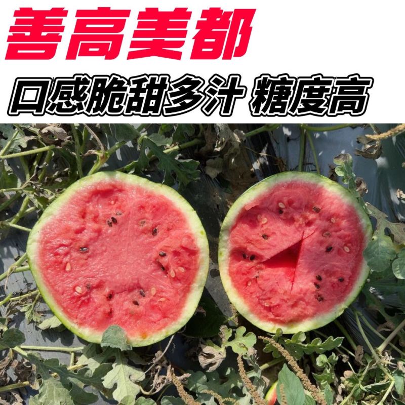正品美都西瓜种子红瓤耐裂超甜大果西瓜薄皮耐裂抗病美都西瓜