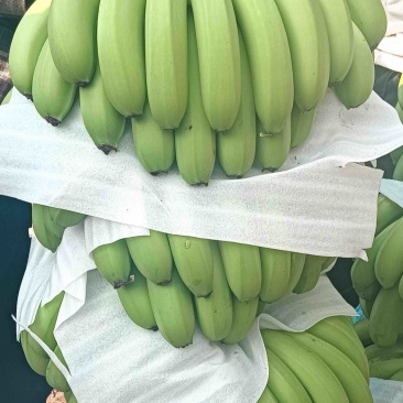 大量有货有需要的采购商欢迎咨询不接电话就留言回头我找你