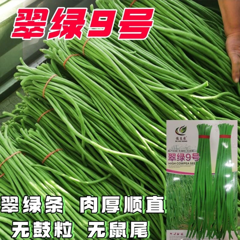 翠绿9号豇豆种子长豆角厚肉中早熟豆角种籽高产抗病无鼠尾不