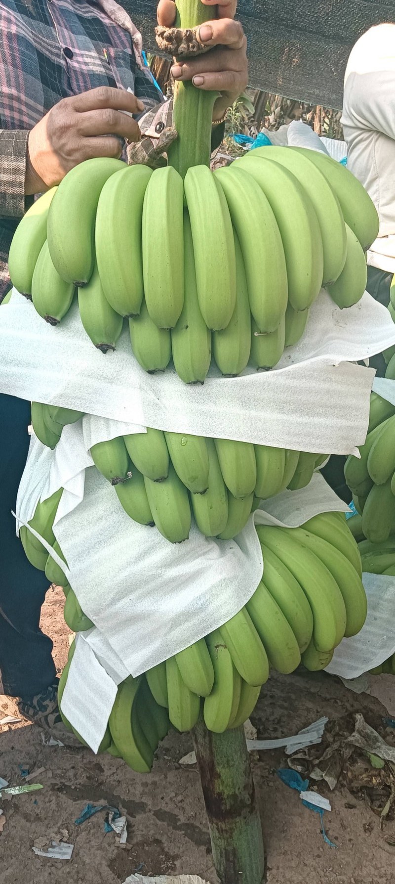 大量有货有需要的采购商欢迎咨询不接电话就留言回头我找你