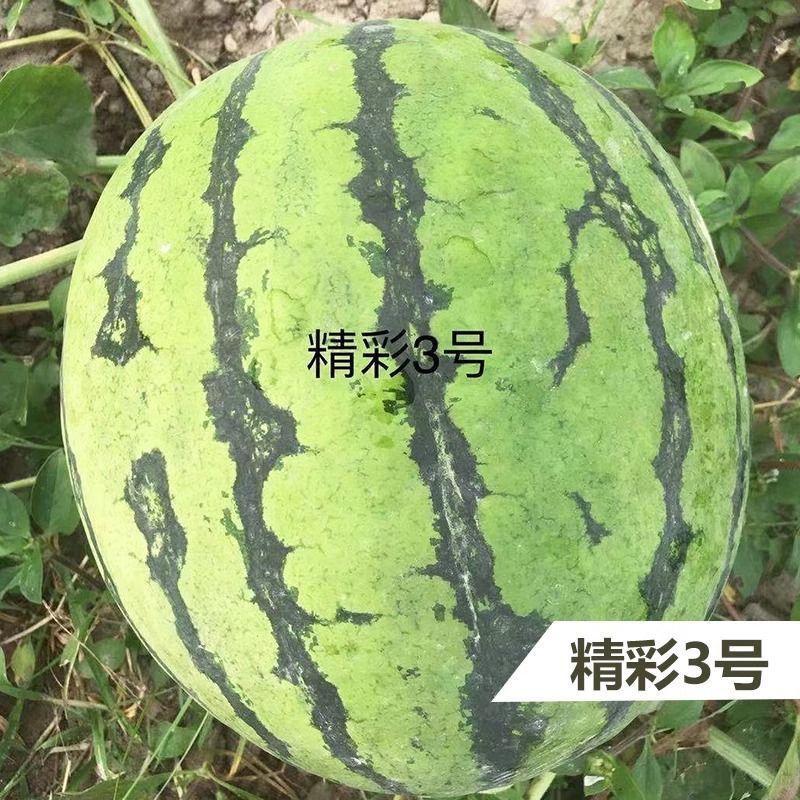 海迈国际精彩3号西瓜种子早熟花皮圆果超甜美都西瓜种子正品