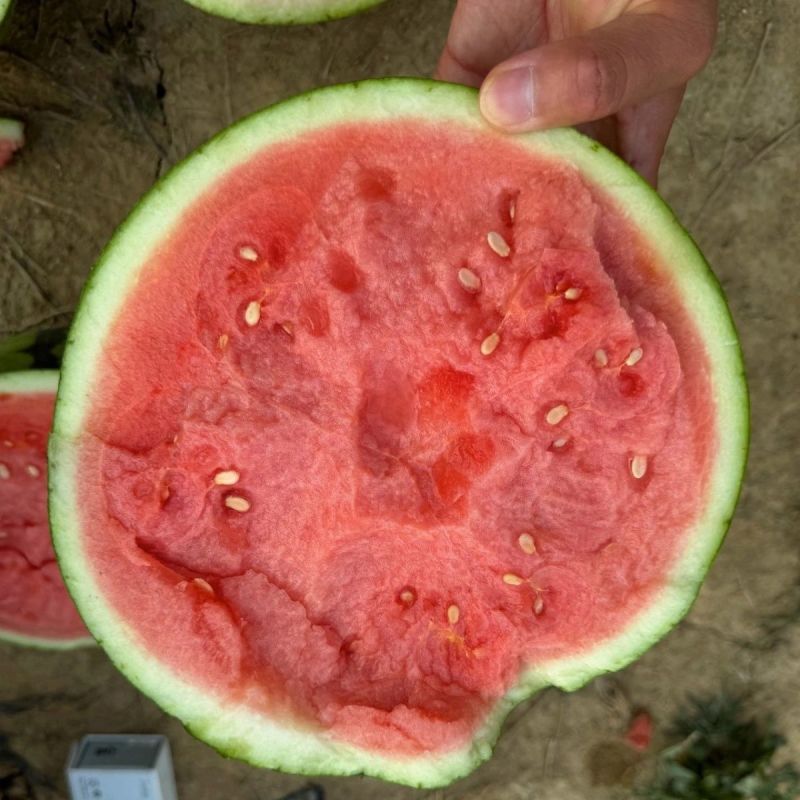 海迈国际精彩3号西瓜种子早熟花皮圆果超甜美都西瓜种子正品