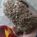 进口四倍体牧遥黑麦草种籽猪牛羊鱼兔鸡鸭鹅黑麦草