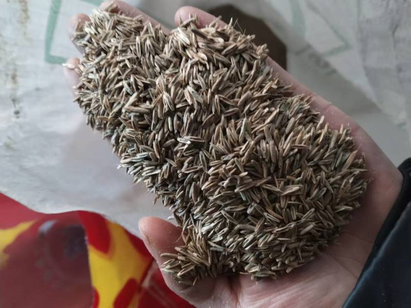 进口四倍体牧遥黑麦草种籽猪牛羊鱼兔鸡鸭鹅黑麦草