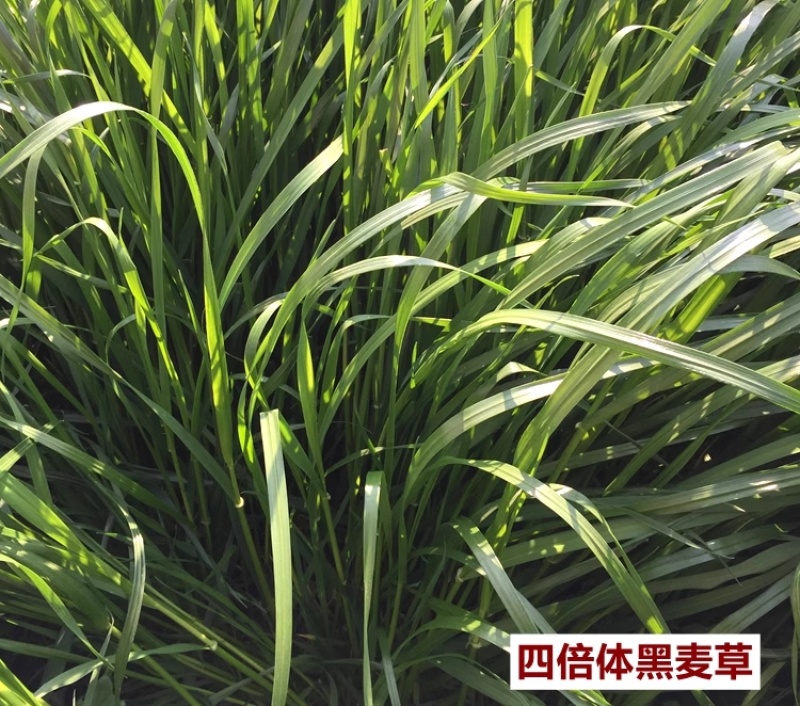 进口四倍体牧遥黑麦草种籽猪牛羊鱼兔鸡鸭鹅黑麦草