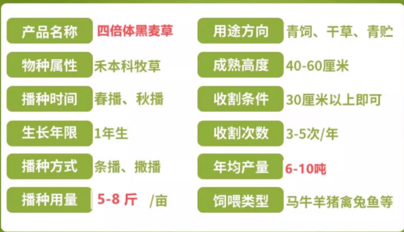 进口四倍体牧遥黑麦草种籽猪牛羊鱼兔鸡鸭鹅黑麦草