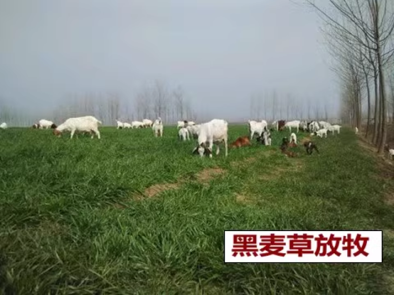 进口四倍体牧遥黑麦草种籽猪牛羊鱼兔鸡鸭鹅黑麦草