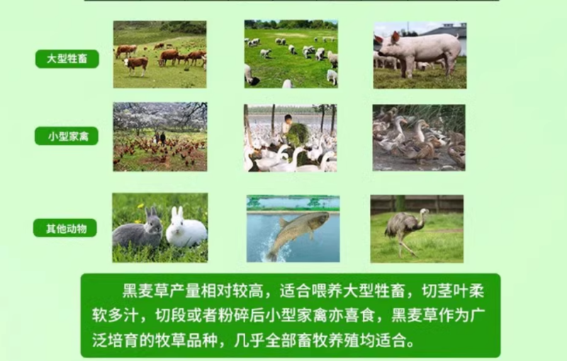 进口四倍体牧遥黑麦草种籽猪牛羊鱼兔鸡鸭鹅黑麦草