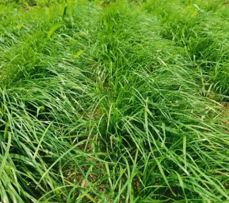进口四倍体牧遥黑麦草种籽猪牛羊鱼兔鸡鸭鹅黑麦草