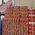 饮料厂家直销价格实惠质量保证正品保证口感好