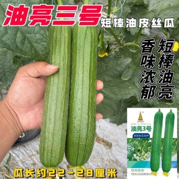 油亮三号丝瓜种子油亮型早熟高产短棒油皮香丝瓜种籽基地大棚