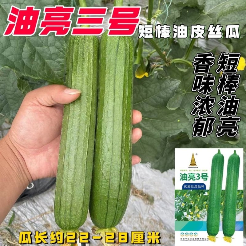 油亮三号丝瓜种子油亮型早熟高产短棒油皮香丝瓜种籽基地大棚