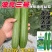 油亮三号丝瓜种子油亮型早熟高产短棒油皮香丝瓜种籽基地大棚