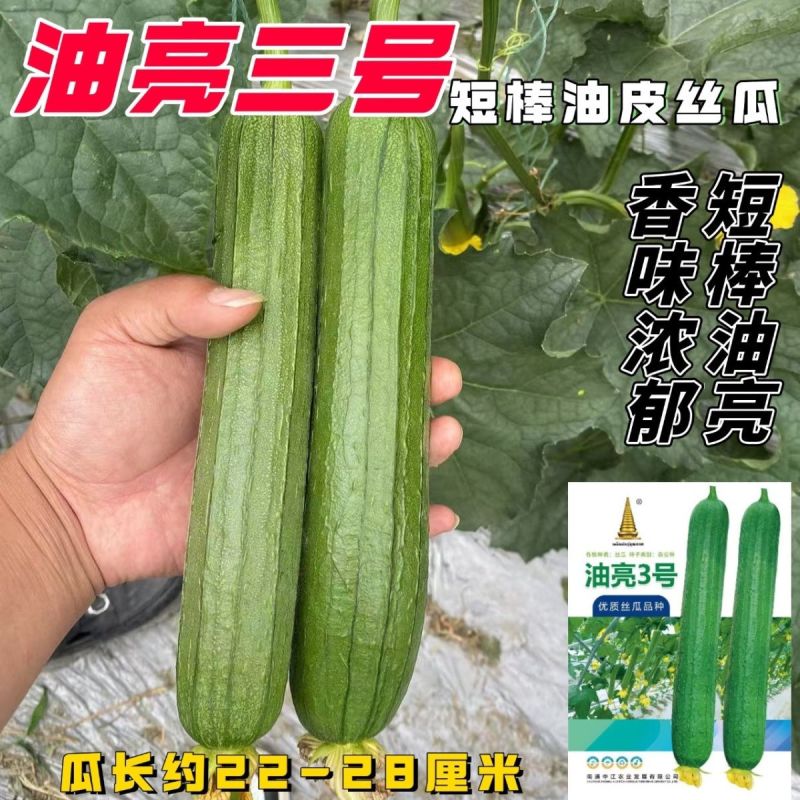 油亮三号丝瓜种子油亮型早熟高产短棒油皮香丝瓜种籽基地大棚