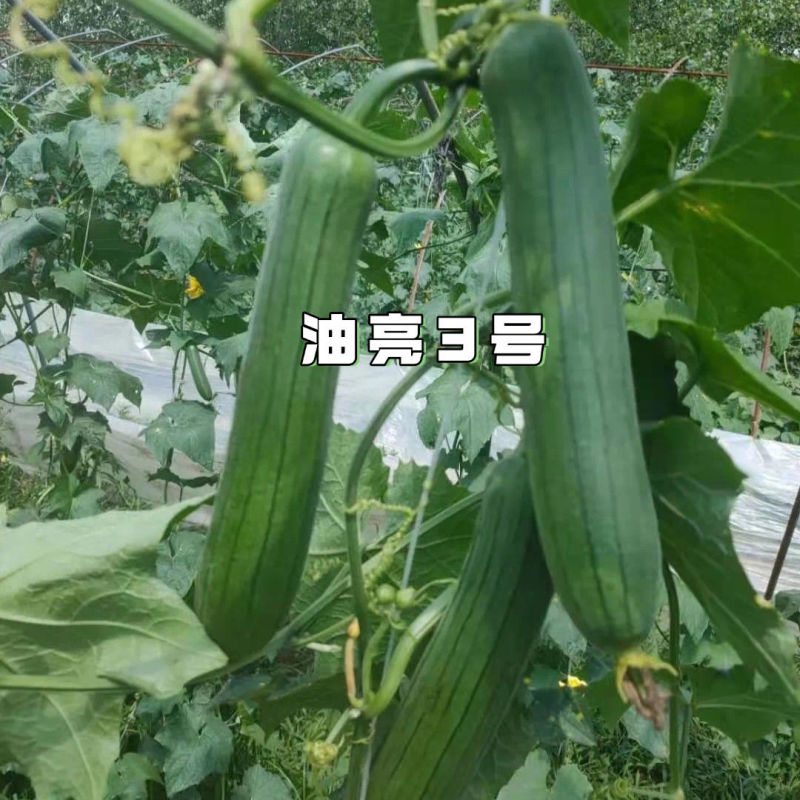 油亮三号丝瓜种子油亮型早熟高产短棒油皮香丝瓜种籽基地大棚