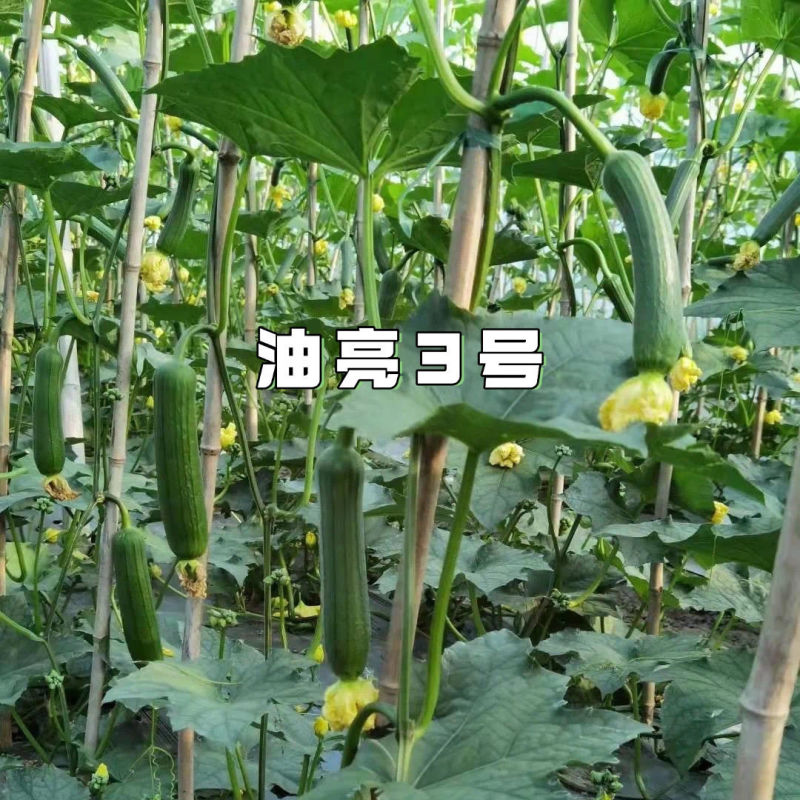 油亮三号丝瓜种子油亮型早熟高产短棒油皮香丝瓜种籽基地大棚