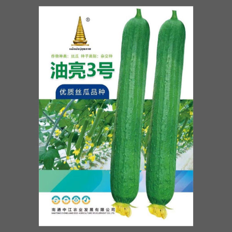 油亮三号丝瓜种子油亮型早熟高产短棒油皮香丝瓜种籽基地大棚