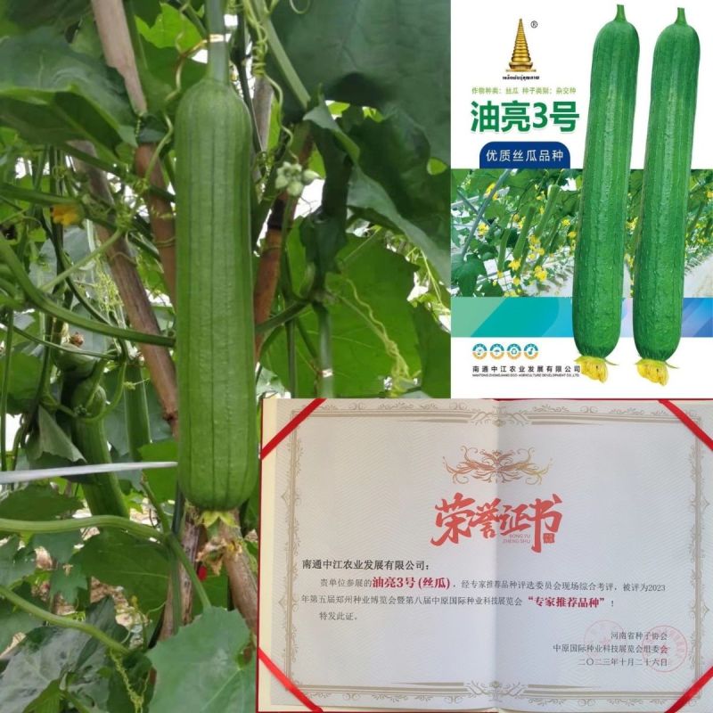 油亮三号丝瓜种子油亮型早熟高产短棒油皮香丝瓜种籽基地大棚