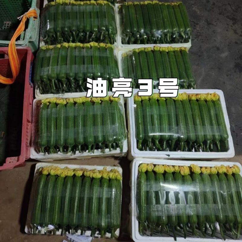 油亮三号丝瓜种子油亮型早熟高产短棒油皮香丝瓜种籽基地大棚