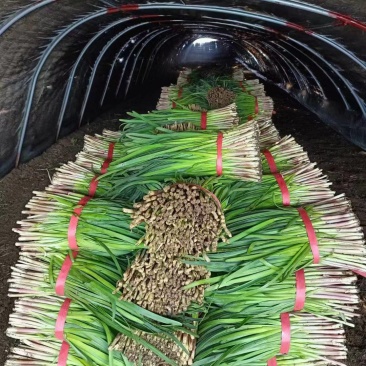 莱州紫根韭菜陆续上市
