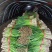 莱州紫根韭菜陆续上市