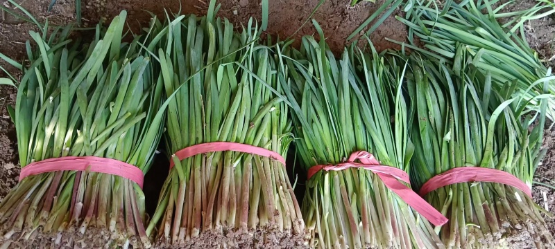 莱州紫根韭菜陆续上市