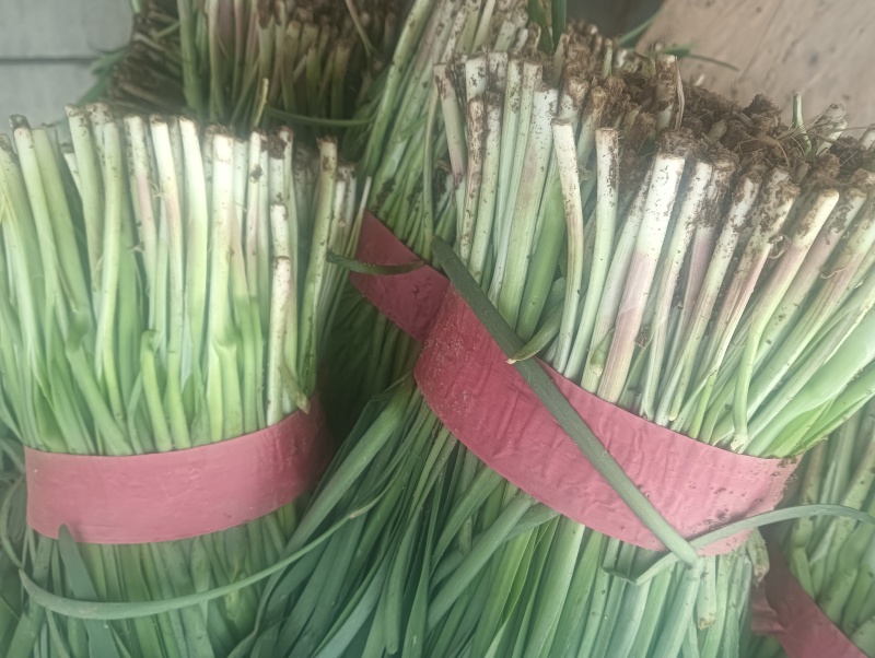 莱州紫根韭菜陆续上市