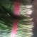 莱州紫根韭菜陆续上市