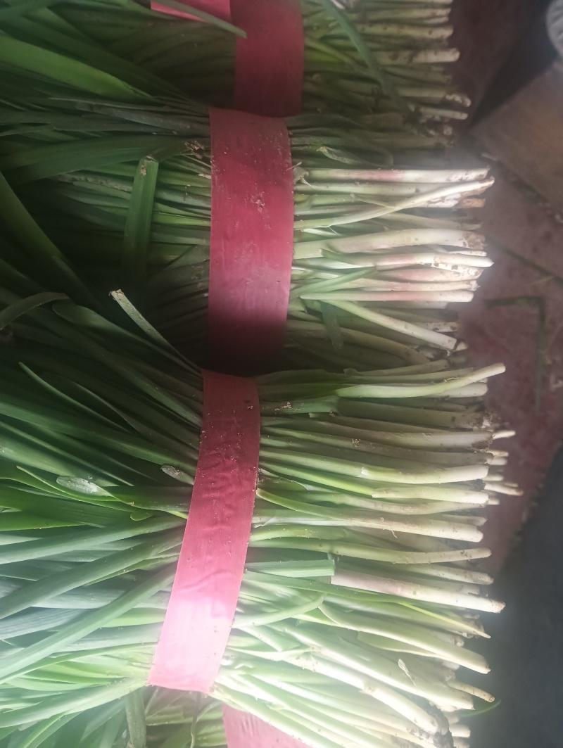 莱州紫根韭菜陆续上市