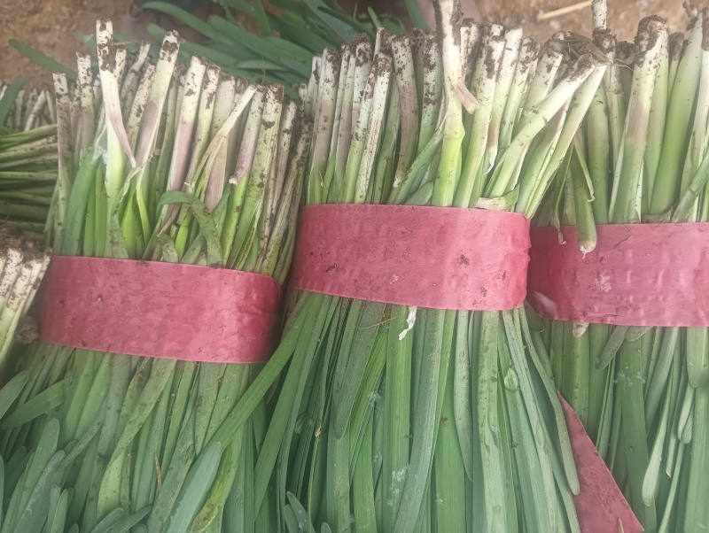 莱州紫根韭菜陆续上市