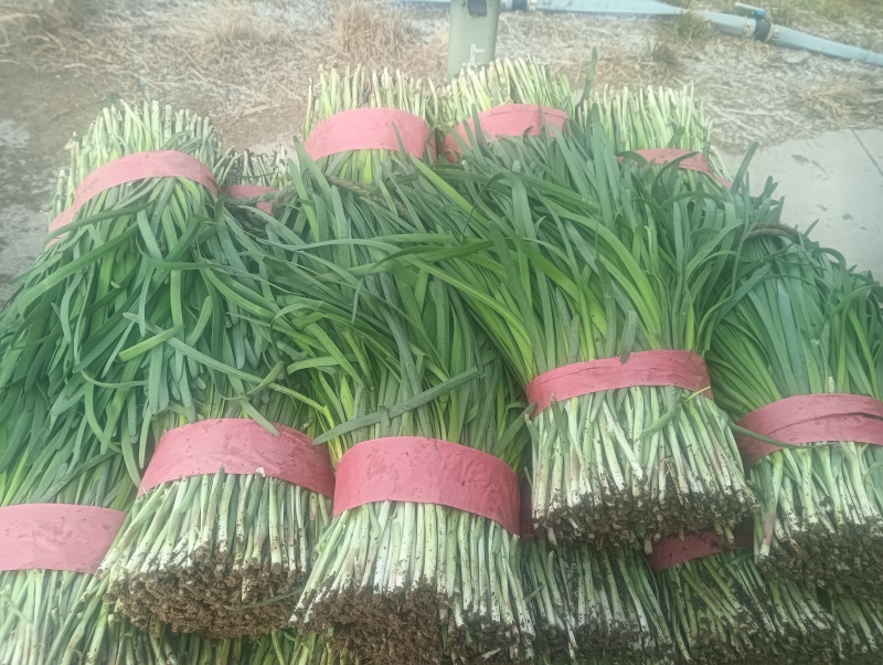 莱州紫根韭菜陆续上市