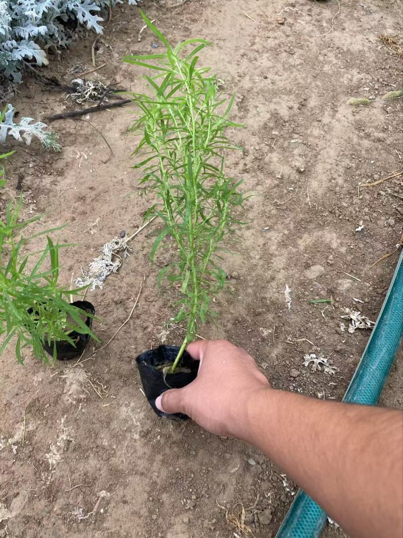 精品地肤苗优质地肤苗