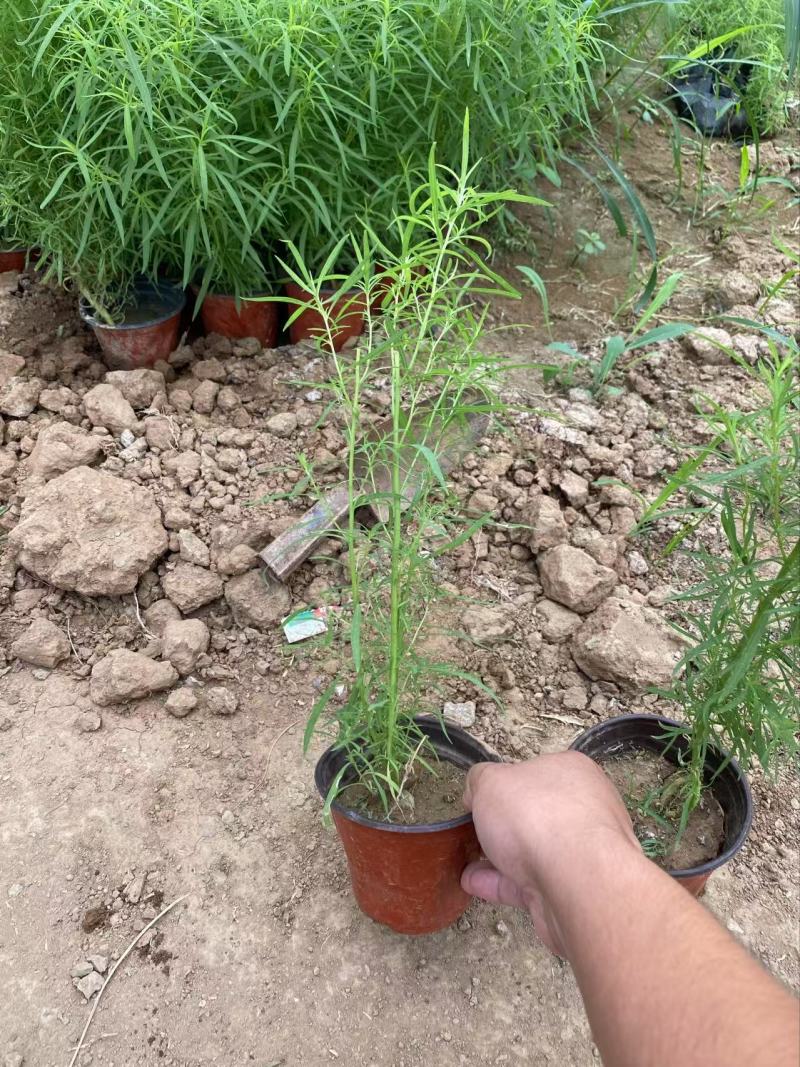 精品地肤苗优质地肤苗