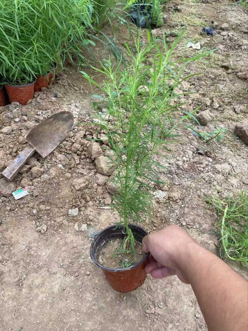 精品地肤苗优质地肤苗
