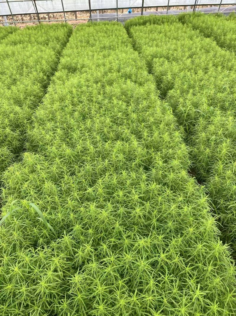 精品地肤苗优质地肤苗