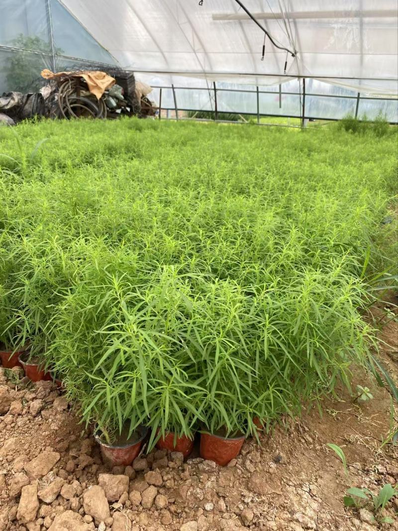 精品地肤苗优质地肤苗