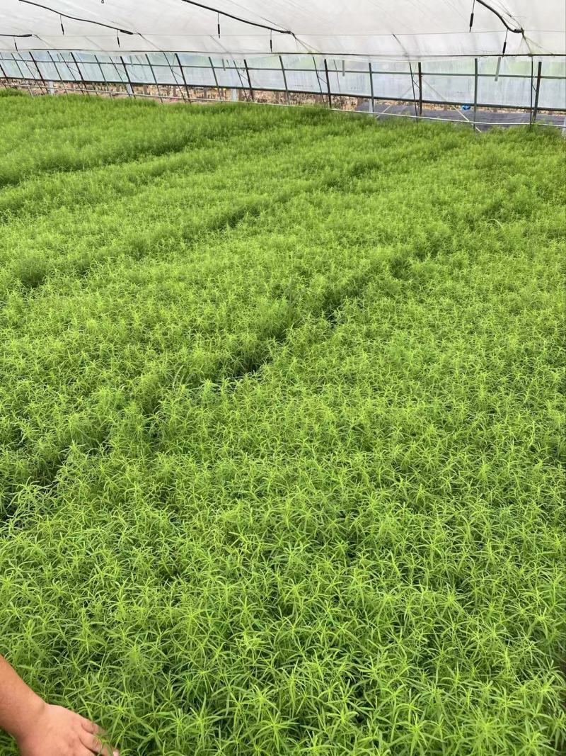 精品地肤苗优质地肤苗