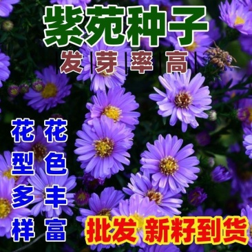 紫菀花种子多年生高山紫菀室外种植阳台庭院花籽盆栽春秋播