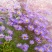 紫菀花种子多年生高山紫菀室外种植阳台庭院花籽盆栽春秋播