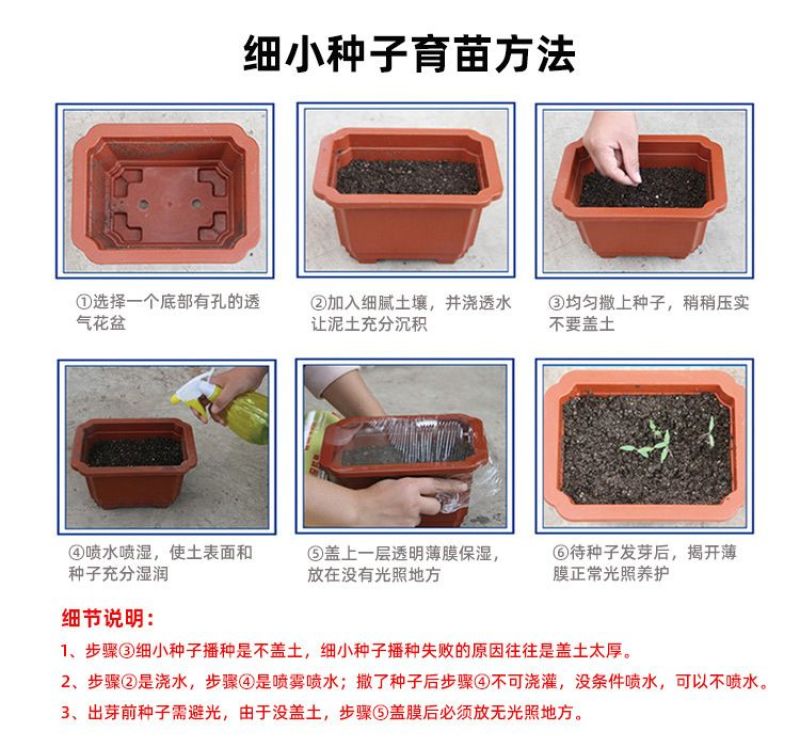 紫菀花种子多年生高山紫菀室外种植阳台庭院花籽盆栽春秋播