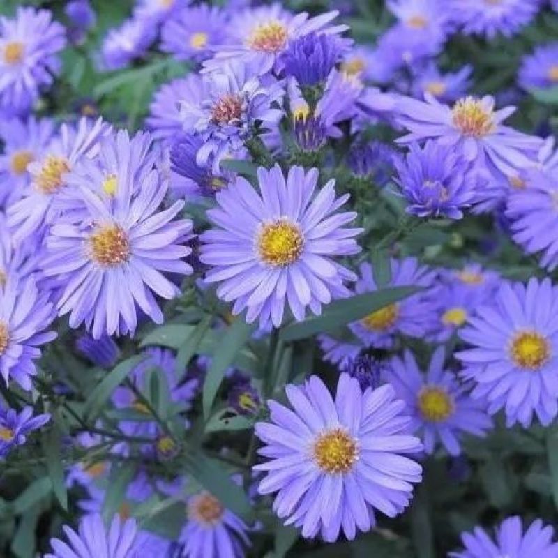 紫菀花种子多年生高山紫菀室外种植阳台庭院花籽盆栽春秋播
