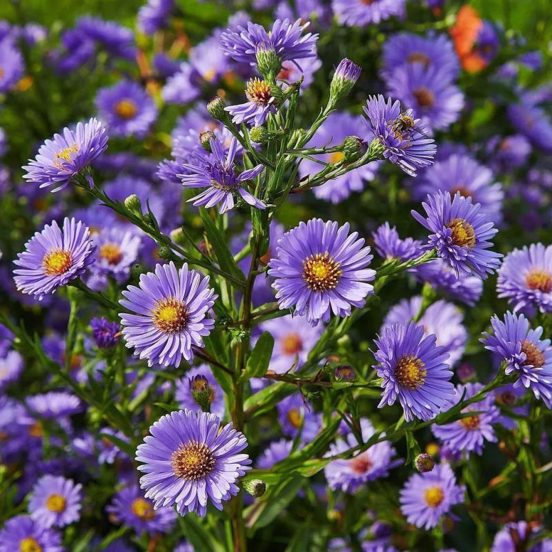 紫菀花种子多年生高山紫菀室外种植阳台庭院花籽盆栽春秋播