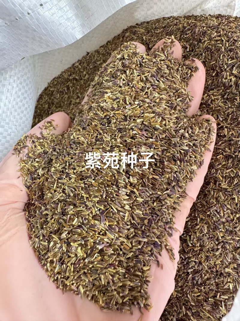 紫菀花种子多年生高山紫菀室外种植阳台庭院花籽盆栽春秋播