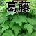 葛藤厂家货源批发价格全国发货价格便宜欢迎下单咨询