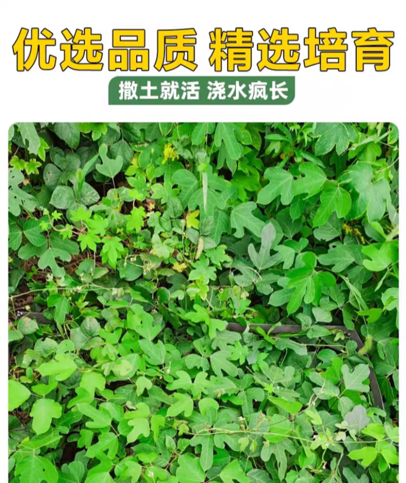 葛藤厂家货源批发价格全国发货价格便宜欢迎下单咨询